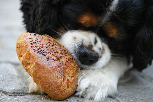Sustainable Pet Food: A Guide to Eco-Friendly Nutrition for Your Furry Friend